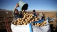 Bitlis'te patates hasadı tüm hızıyla devam ediyor: Doğu'nun tarım merkezi faaliyette!