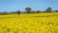 Tekirdağ'da kanola tarlalarından görsel şölen