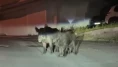 Ordu'da aç kalan yaban domuzları sokakları mesken tuttu