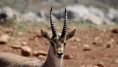 Hatay’da kurulan merkez, gazella gazella türünü korumaya aldı
