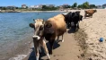 Kocaeli sahillerinde inekler deniz keyfi yaptı