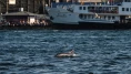 İstanbul Boğazı'nda yunuslar görüntülendi