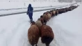 Karlıova'da ağır kış şartları besicileri zor durumda bıraktı