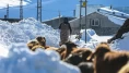 3 metre kar, dondurucu soğuk... Erzurum'da kar besiciler yaşam mücadelesi veriyor