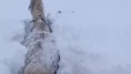 Kars'ta kar felaketi! Bir at karın içinde saplandı