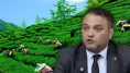 2026 yılı yaş çay hasat ve yevmiye ücretleri açıklandı!