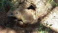Erzurumlu piknikçilerin sincapla videosu sosyal medyada viral oldu