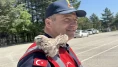 Yozgat’ta yürek ısıtan anlar: Cezaevi çatısından düşen baykuş kurtarıldı