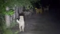 Sokak köpekleri ve ayılar kavga etti! O anlar kameralara yansıdı