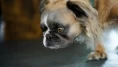 Dünyanın en çirkin köpeği seçildi