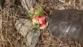 Susayan kaplumbağaya karpuz ikramı