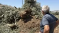İsrail askerleri zeytin hasadına günler kala Filistinlilerin ağaçlarını kökünden söktü!