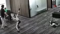 Gözü dönmüş insansı robot canlı yayında mühendisine tekme savurdu
