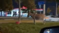 Eşeğini cadde ortasındaki ağaca bağlayıp gitti