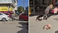 Pitbull sahibi gözaltında! Görüntülere tepki yağdı