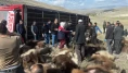 Erzurum Tekman’da hayvan taşıyan tır devrildi