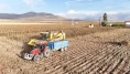 Kayseri'de ayçiçeği hasadı başladı! 2027'de hedef 30 bin dekar