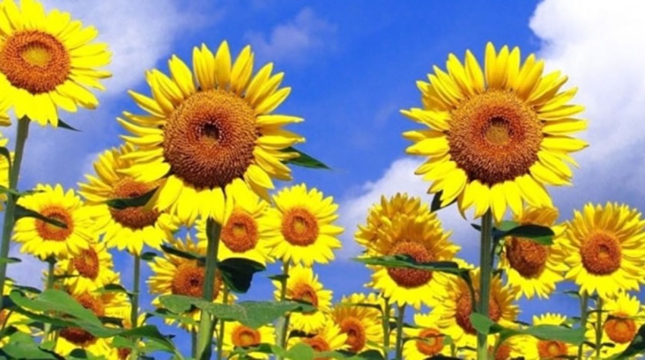 Ayçiçeği alım fiyatı açıklandı