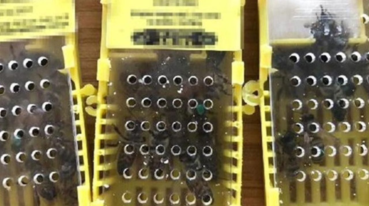 Havalimanında ele geçirildi! Görenler şoke oldu