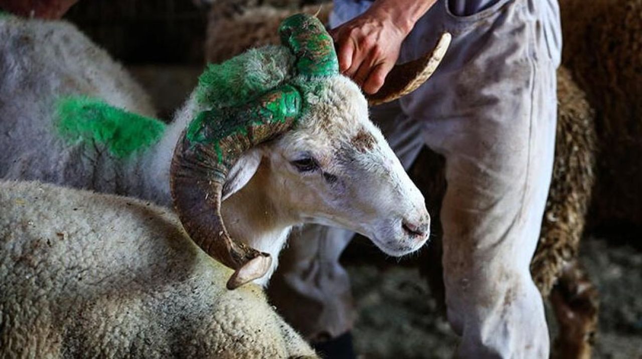 Sokakta kurban kesen bu cezayı ödeyecek