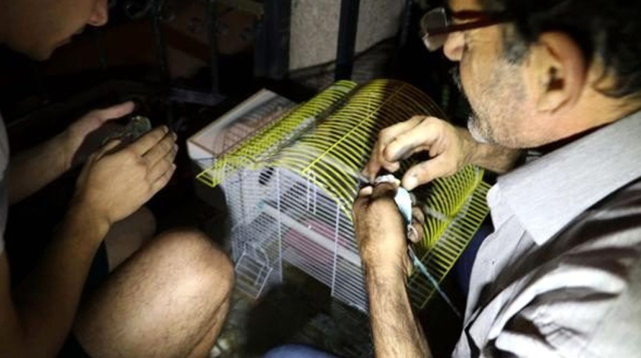 Kuşlara suni tenefüs ve kalp masajı