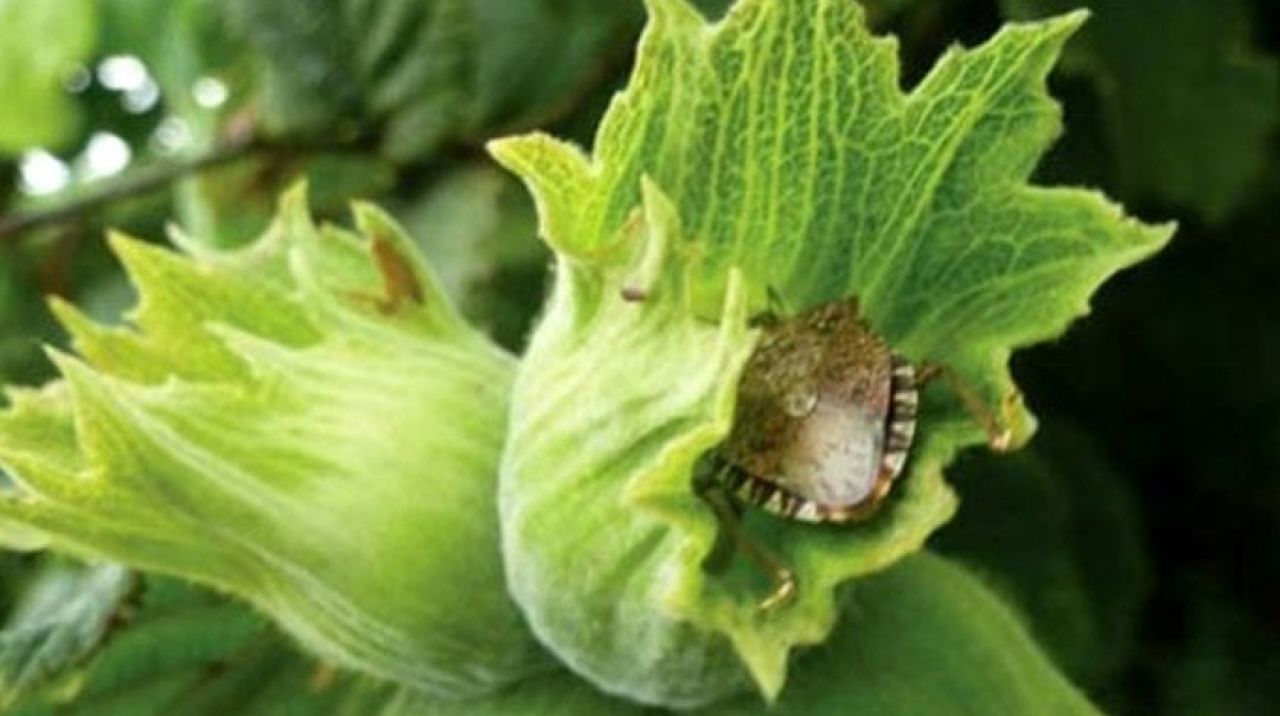 Karadeniz'in başına bela oldu: Öldürün...