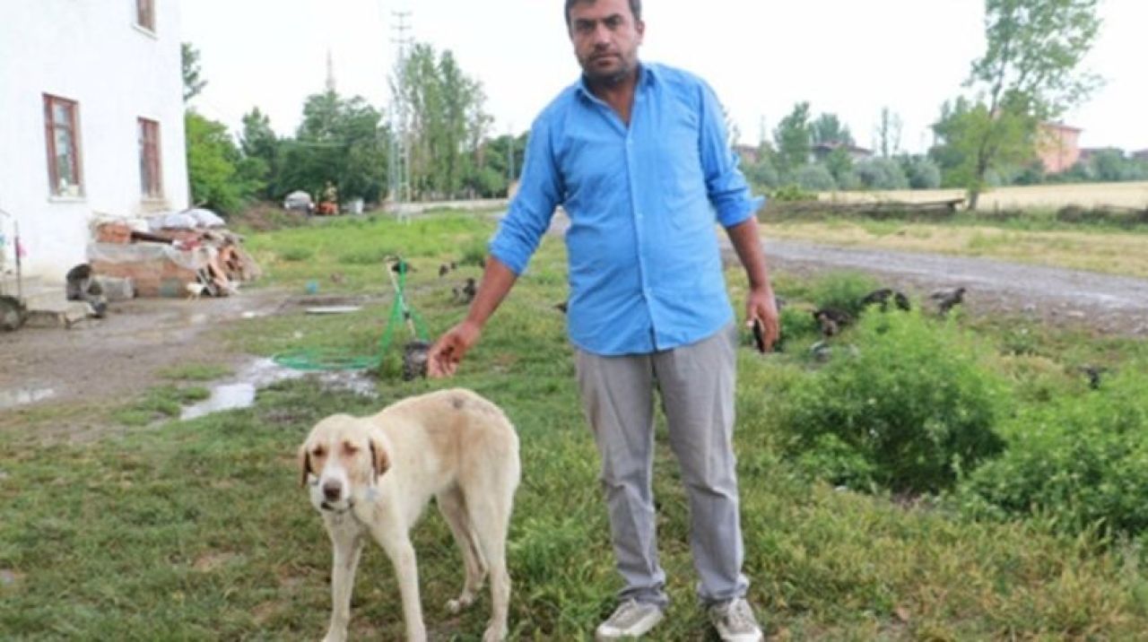 Çorum’da 'aslan' iddiaları: Yaralı geldi