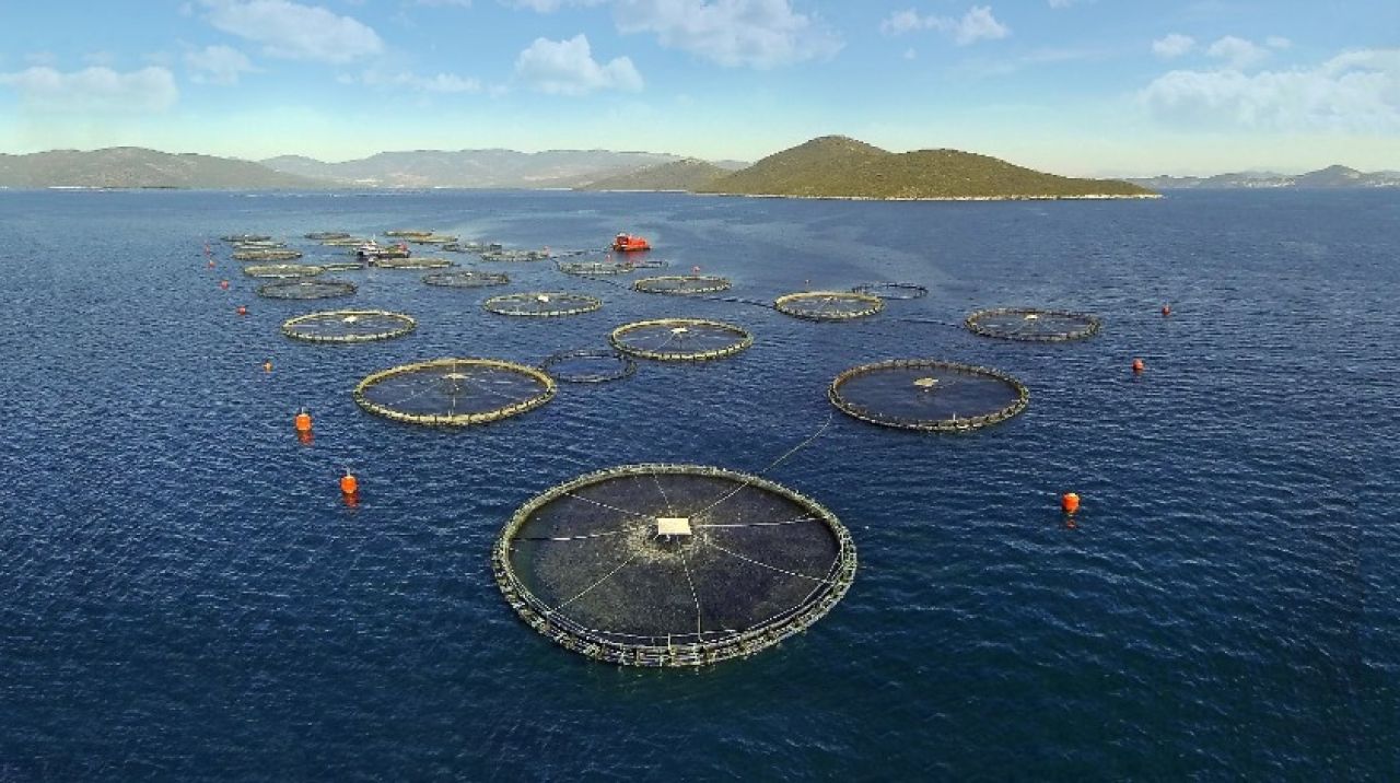 'Su ürünleri yetiştiriciliğinde Avrupa'da birinciyiz'