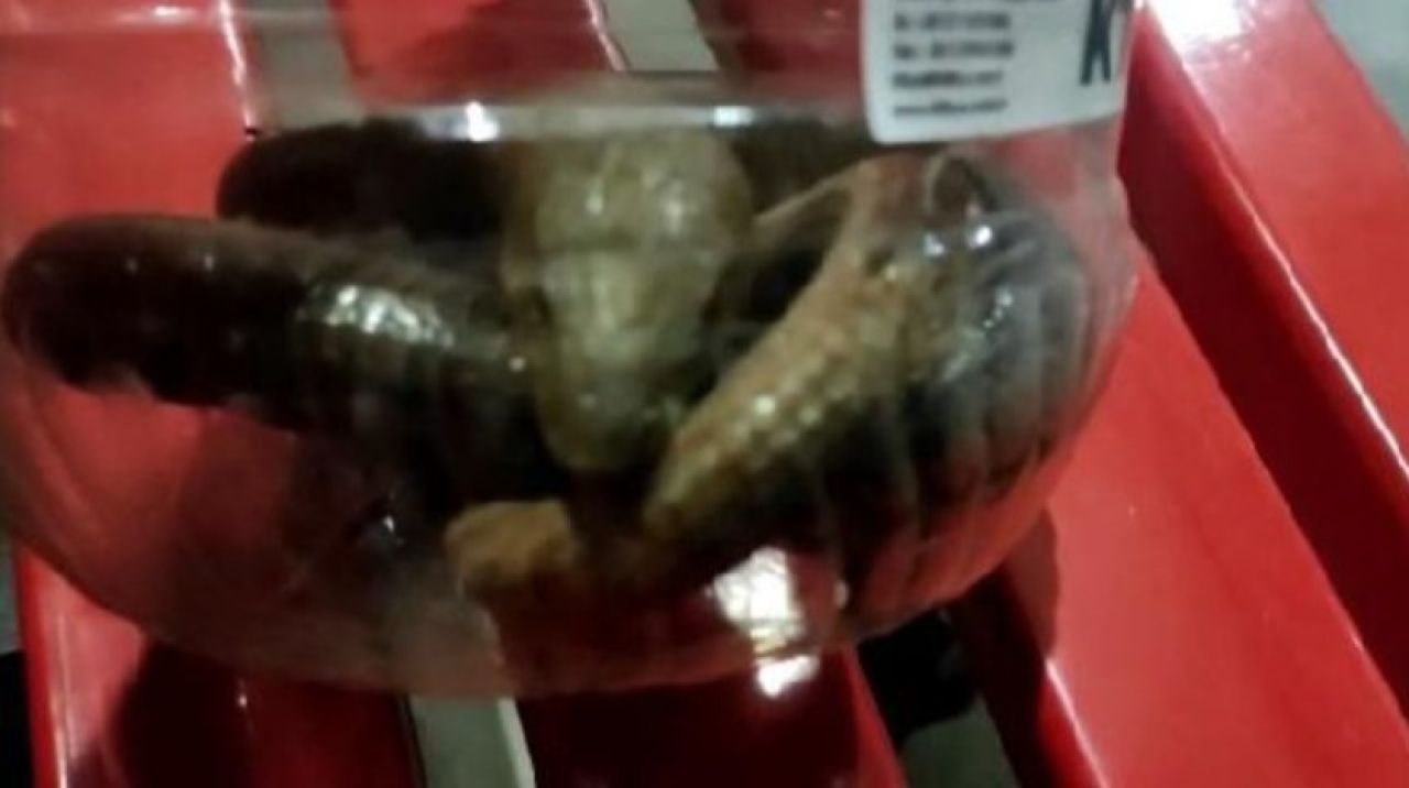 Yılan sandılar ama gerçek çok başka çıktı