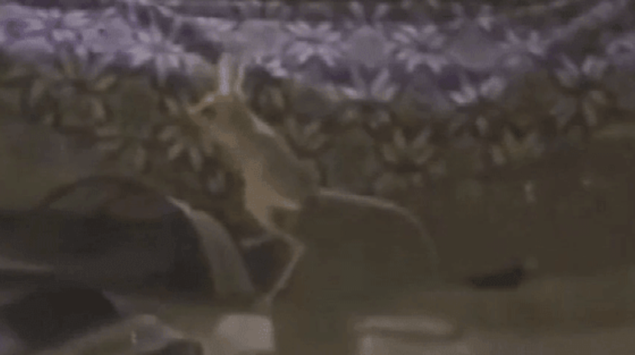 Kırmızı listede bulunuyor! Adıyaman'da görüldü