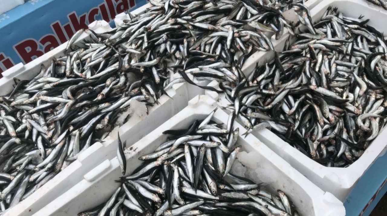 Karadeniz'de hamsi bolluğu