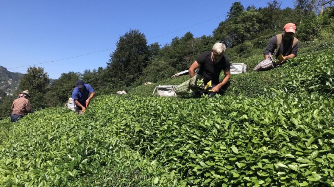 Çay hasadında sona doğru