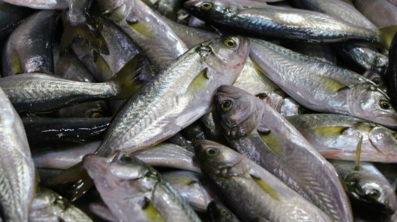 Tekirdağ'da ''çinekop'' yeni yılda tezgahları süslüyor