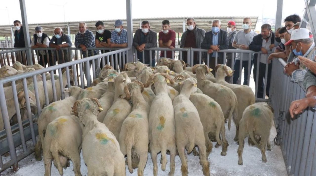 Hayvan üreticilerine damızlık koç ve teke desteği