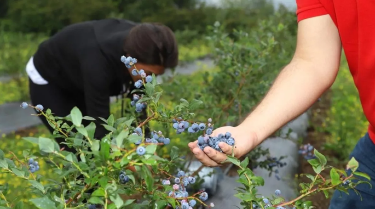 Kilosu 150 liradan alıcı buluyor! Büyük talep var