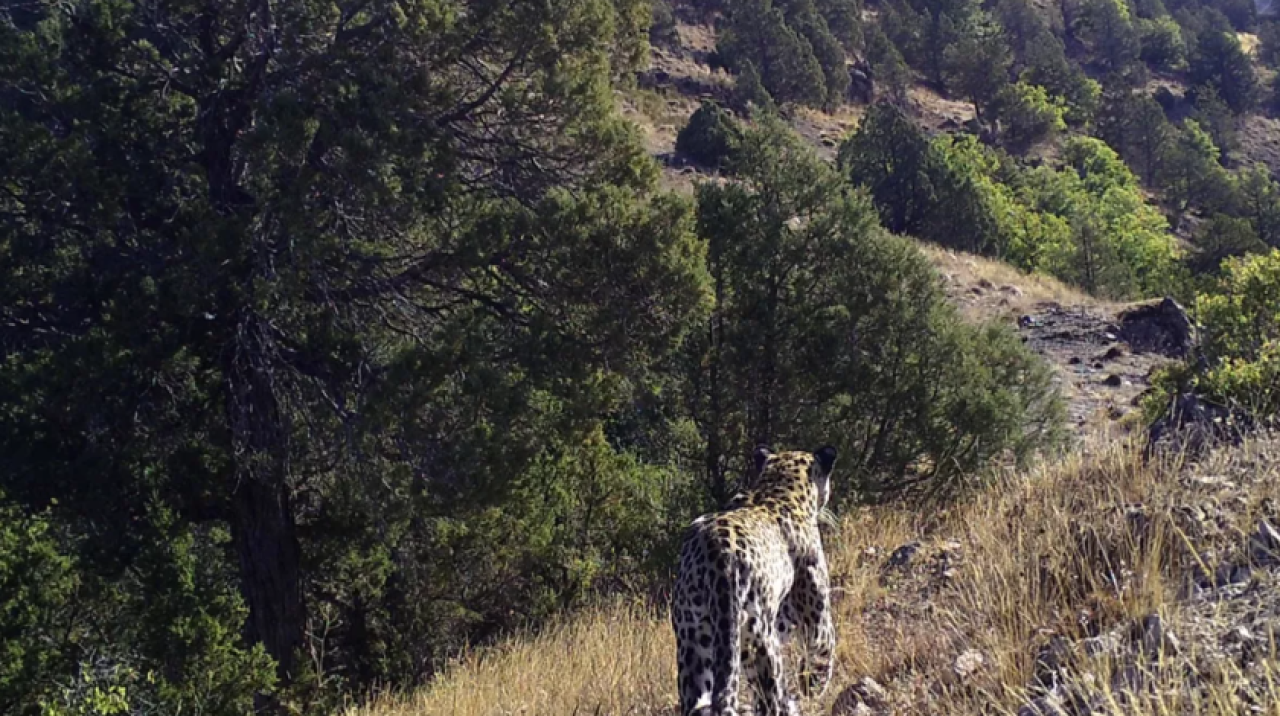 Bakanlık paylaştı: 1974'te yok olduğu düşünülmüştü! Varlığı kanıtlandı