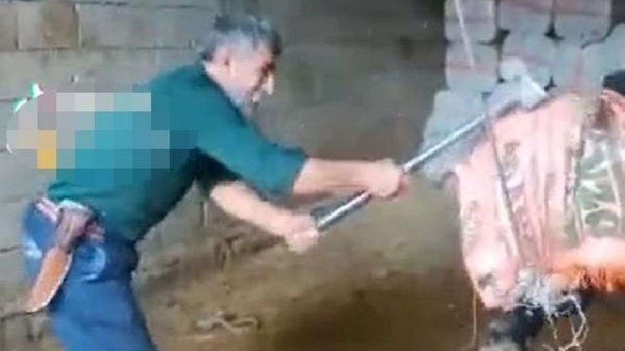 Boğayı balyoz ile başına vura vura öldürmüştü: İnfial yaratan olayda kan donduran ifadeler! 'Taş kırılınca balyozu aldı'