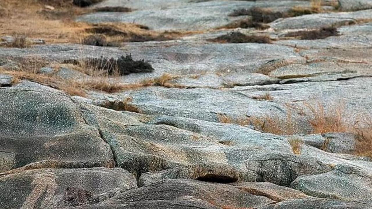 Fotoğraftaki leoparı görebiliyorsanız bir şahinin gözlerine sahipsiniz