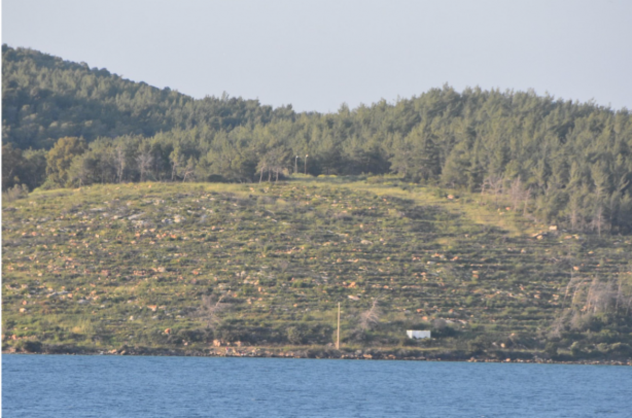 Bodrum'un yanan orman alanları, 21 ay sonra yeşerdi