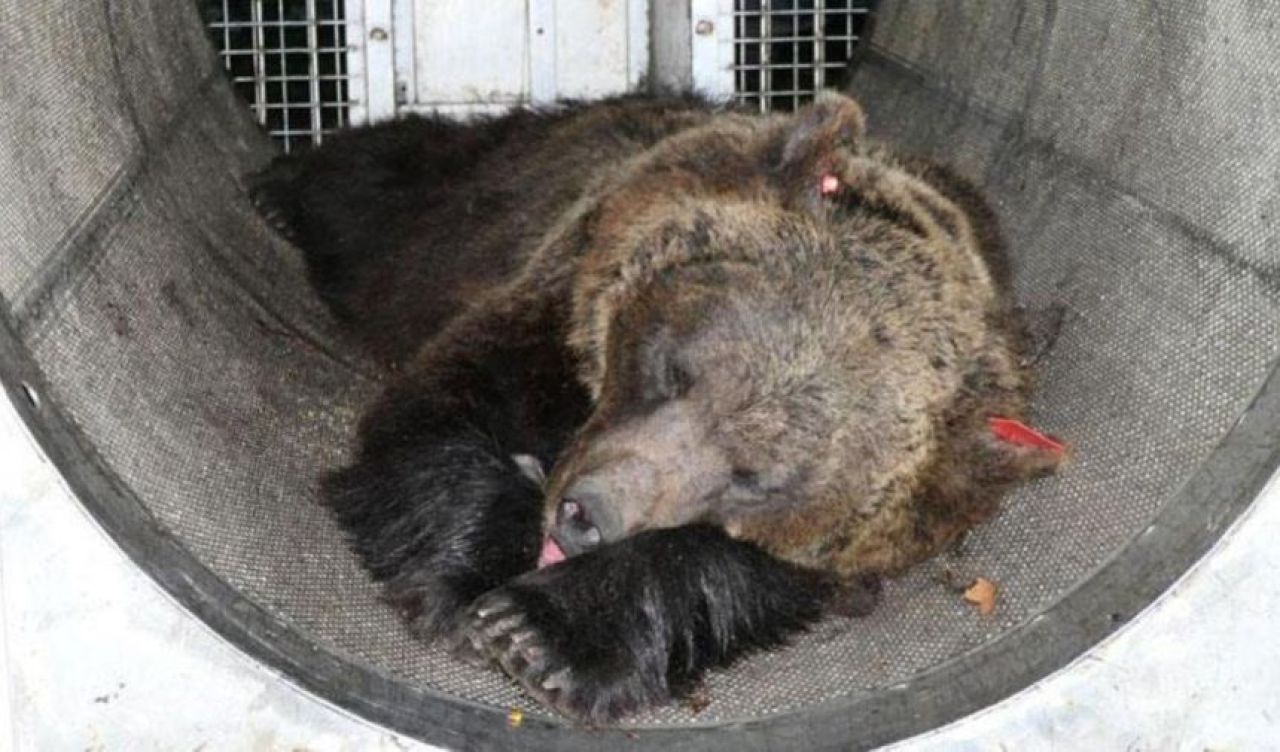 İtalya'da 1 kişiyi öldüren ve 2 kişiyi yaralayan ayı için istenen ceza belli oldu