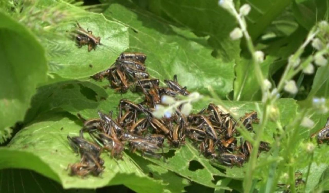 Muş'ta çekirge alarmı! Önlerine ne çıkarsa yok edip tarlalara doğru ilerliyorlar