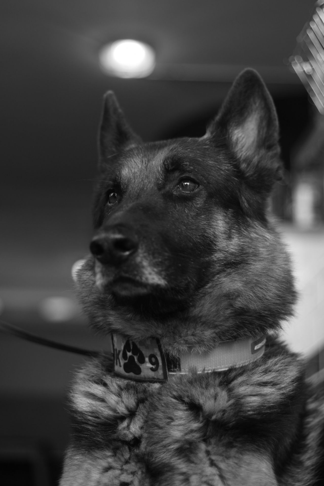 AKUT Eskişehir ekibinde görevli koku takip köpeği "Fırtına" hayatını kaybetti