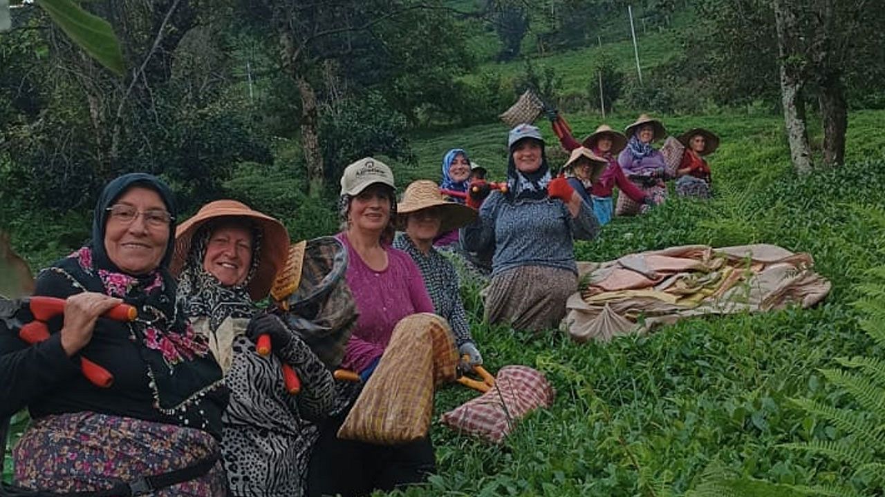 İşçi bulamadılar, imece ile çay topladılar