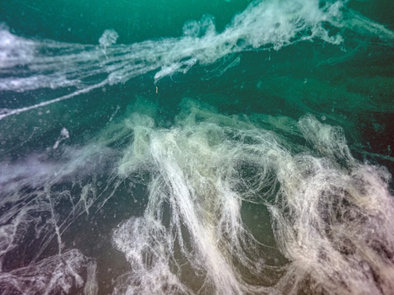 Marmara Denizi'nde müsilaj alarmı: Prof. Dr. Mustafa Sarı uyardı