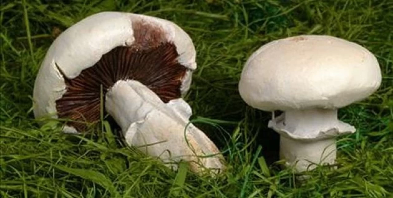 Mantar Zehirlenmesi Belirtileri Nelerdir? Hangi Mantarlar Zehirlidir?