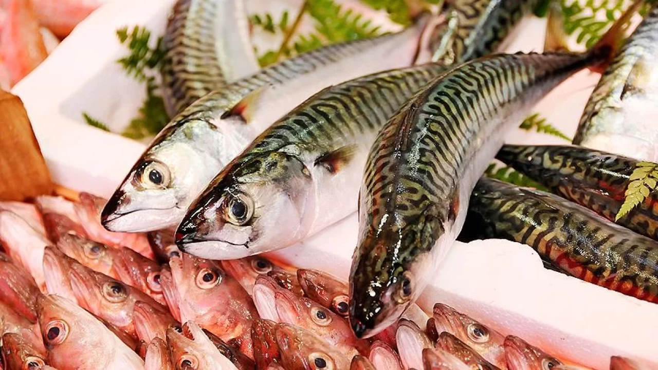 Uskumru balığı zararlı mı? Uskumrunun potansiyel riskleri ve sağlık üzerindeki etkileri