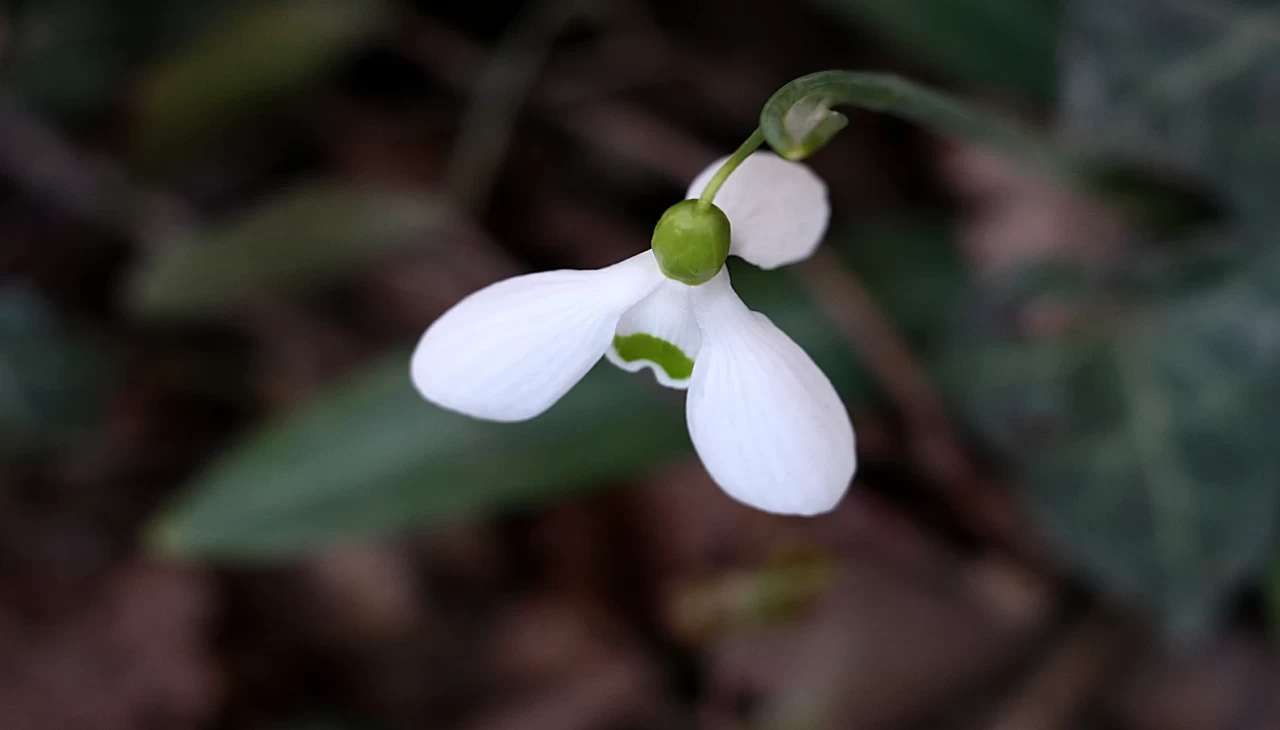 Kastamonu'da yalancı bahara aldanan kardelenler çiçek açtı