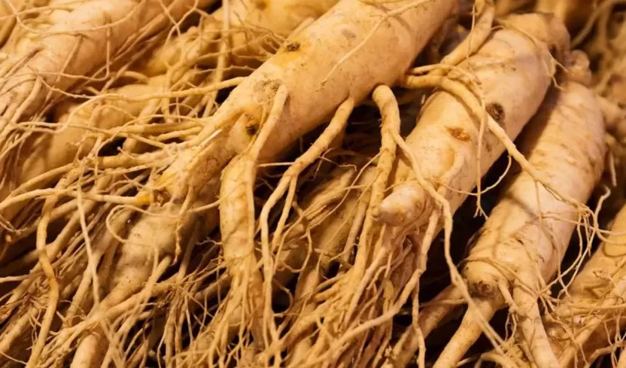 Doğal enerji kaynağı! Ginseng zihinsel yorgunluğu azaltıyor