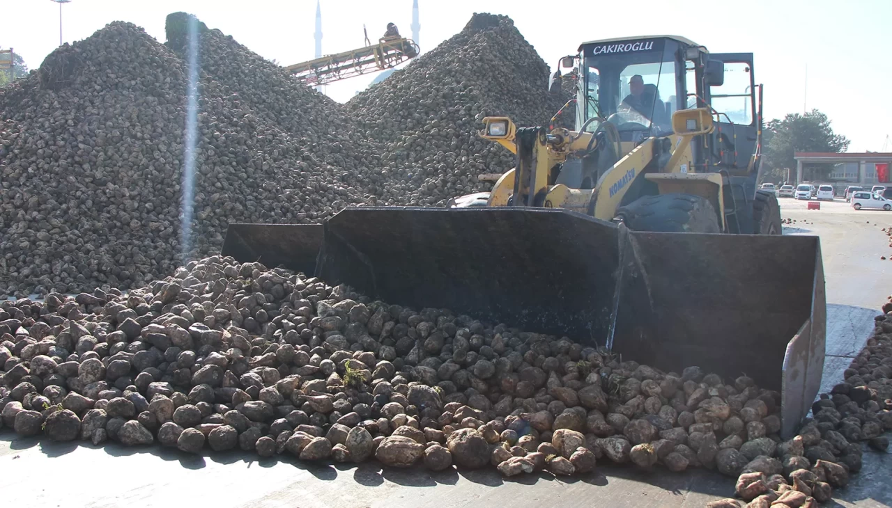Amasya'da zirai don ve kuraklık şeker pancarını vurdu: 10 bin dekarlık alanda üretim yapılamadı