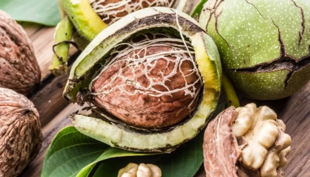 Ölçüsünü kaçırırsan yarar değil, zarar veriyor! Cevizin bu etkisini kimse tahmin etmiyordu